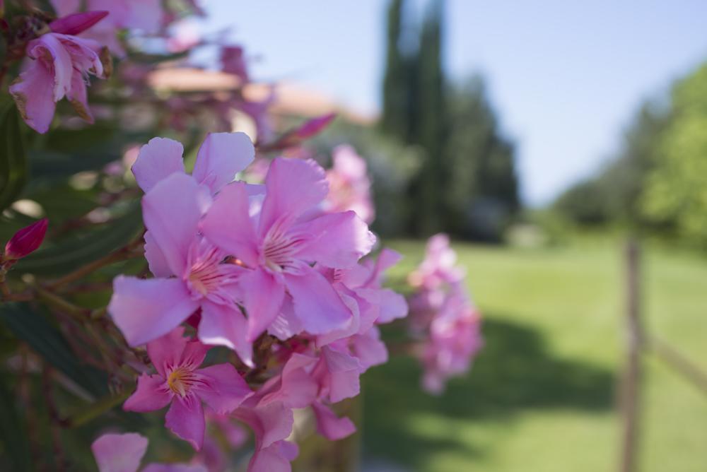 Agriturismo Le Vallette Bibbona Exteriör bild
